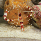 Banded Coral Shrimp, Living