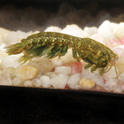Mantis Shrimp, Living