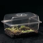 Bog Terrarium