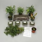 Large Bog Terrarium Plant Set