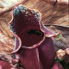 /images/fpo/product-140x140.gif