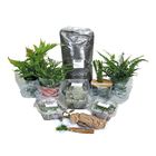 Large Woodland Terrarium Plant Set