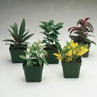 Tropical Foliage Set