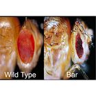 Drosophila Bar