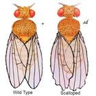 Drosophila Scalloped