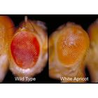 Drosophila White Apricot