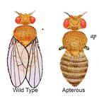 Drosophila Apterous Chromosome 2 Mutant