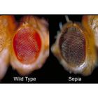 Drosophila Living Sepia Chromosome 3 Mutant