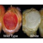 Easy Fly Drosophila Cultures White