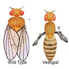 Carolina&reg; Easy Fly&reg; Drosophila Culture, Vestigial, Living, Vial of 12&#150;20