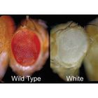 Drosophila Living White Extra Large Culture