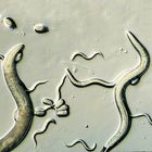 Caenorhabditis Elegans N2 Living Culture