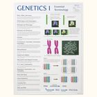 Genetics Posters