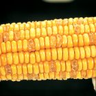 Corn Segregating Ear Su Endosperm Alleles 3 1