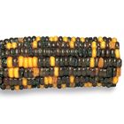 Corn Segregating Ear, R and Su Alleles 9:3:3:1