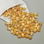 Genetic Corn Seed Albino Pack Of 50