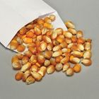 Genetic Corn Seed, Tall:Dwarf 3:1, Pack 100