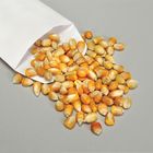 Genetic Corn Seed, Dihybrid, Tall Green:Tall Albino:Dwarf Green:Dwarf Albino