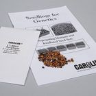Sorghum Seed, Green:Albino, Pack 200