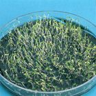 Tobacco Seedlings, Green:Albino 3:1, Petri Dish of 200