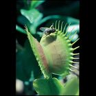 Venus Flytrap Dionaea Muscipula Tissue Culture Kit