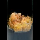 Carrot Callus (Daucus carota), Plant Tissue Culture