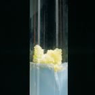 Tobacco Callus Tissue Cultures