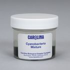 Cyanobacteria Mixture, Living