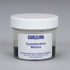 Cyanobacteria Mixture