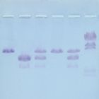 Nature's Dice: A Genetic Screening Simulation Kit
