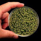 Ap Biology Lab 6 Molecular Biology Green Gene Colony Transformation Kit