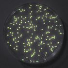 Glow-in-the-Dark Transformation Kit
