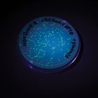 Exploring Gene Expression Through Transformation Kit (with voucher)
