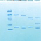 Restriction Enzyme Road Trip: Enduring Understandings in DNA Biotechnology