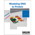 Modeling DNA to Protein Digital Resources