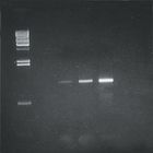 Amplification of Lambda DNA by PCR Kit