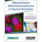 Mitochondrial DNA Polymorphisms in Human Evolution Kit with Master Mix