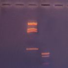 Human Mitochondrial DNA Haplotyping Kit (AT)