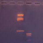 Human Mitochondrial Dna Haplotyping Kit At