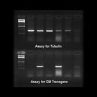 Detecting Genetically Modified Food by PCR Kits