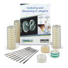 Dnalc Culturing And Observing C Elegans Kit