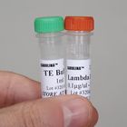Lambda DNA