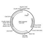 Pblu Plasmid