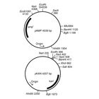 pAMP Plasmid
