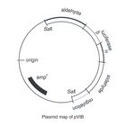 pVIB plasmid, 1 &micro;g (200 &micro;L; 0.005 &micro;g/&micro;L)