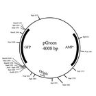 pGREEN Plasmid, 1 &#181;g (200 &#181;L; 0.01 &#181;g/&#181;L)