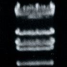 Lambda DNA/EcoRI, Molecular Weight Marker, 50 &micro;g (200 &micro;L; 0.25 &micro;g/&micro;L)