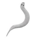 GIANTmicrobes&reg; Caenorhabditis elegans Plush