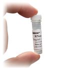 RNase A