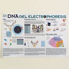 DNA Gel Electrophoresis Poster